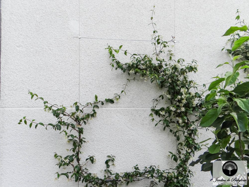 champs elysées jasmine plante