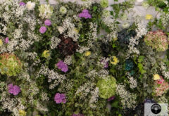 Comptoir des cotonniers fleurs stabilisées