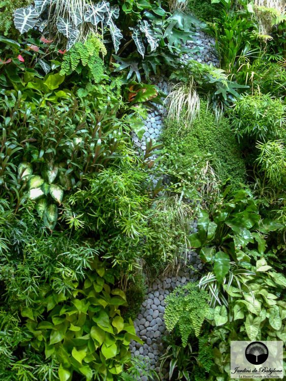 plantes pour jardin vertical