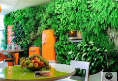 un mur végétal d'intérieur