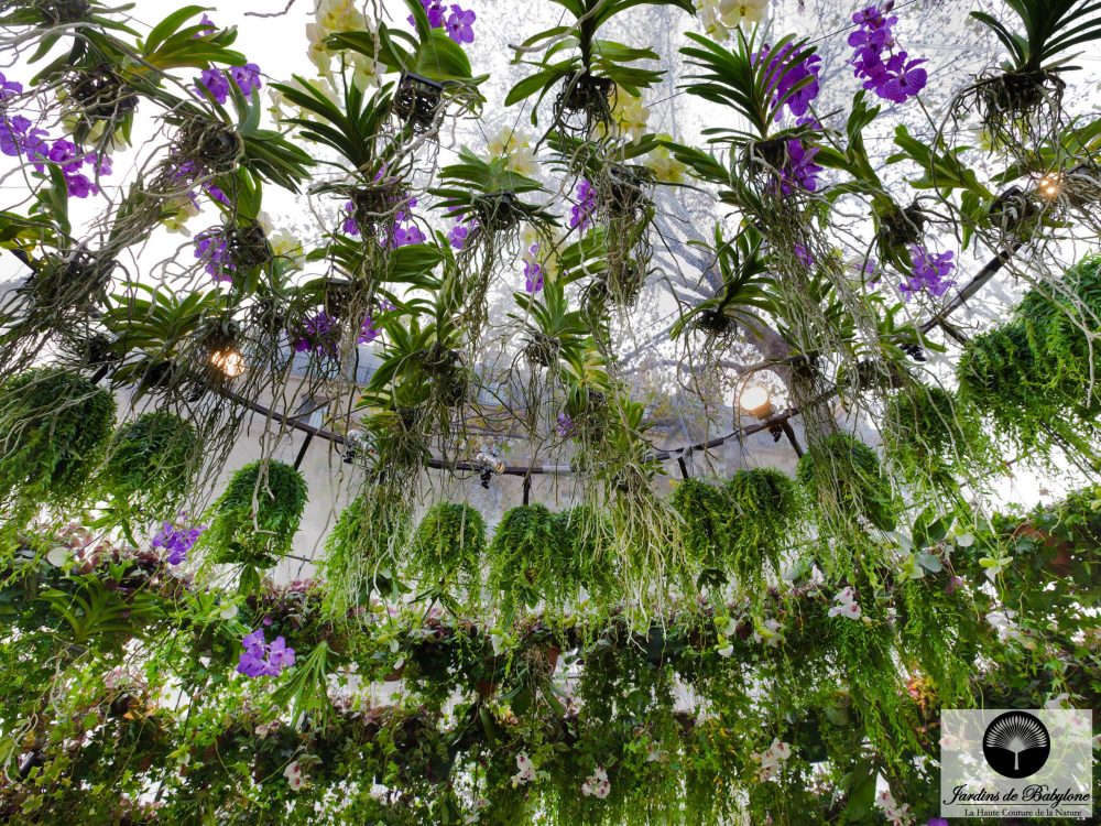orchidees epiphytes des bulles vertes