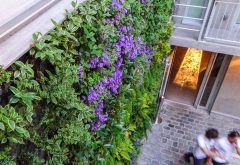 les murs végétaux de l'hotel jules et jim