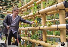 agriculture urbaine en bamboo amaury gallon