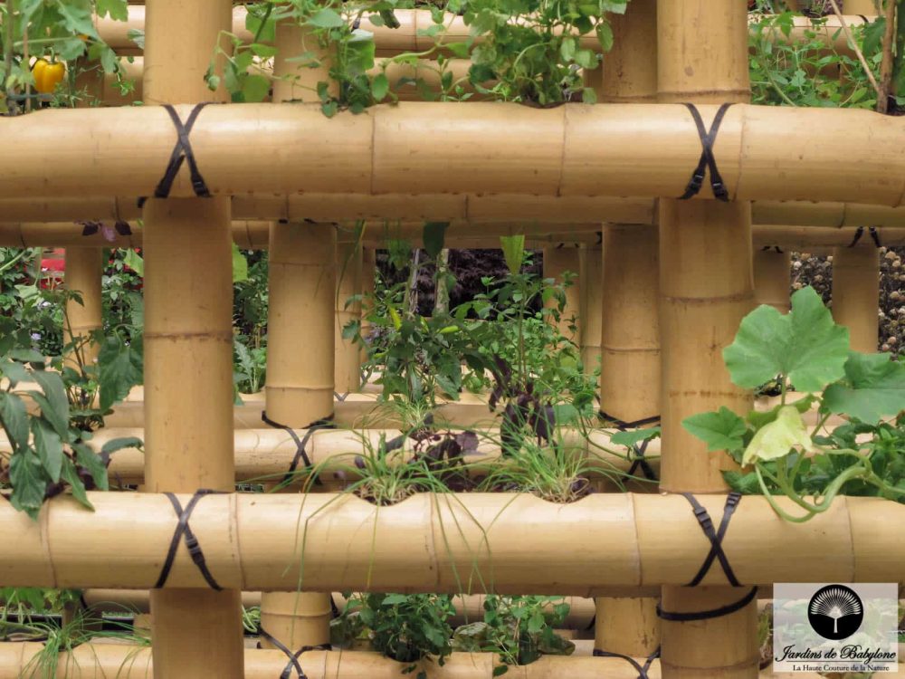 agriculture urbaine bamboo détail