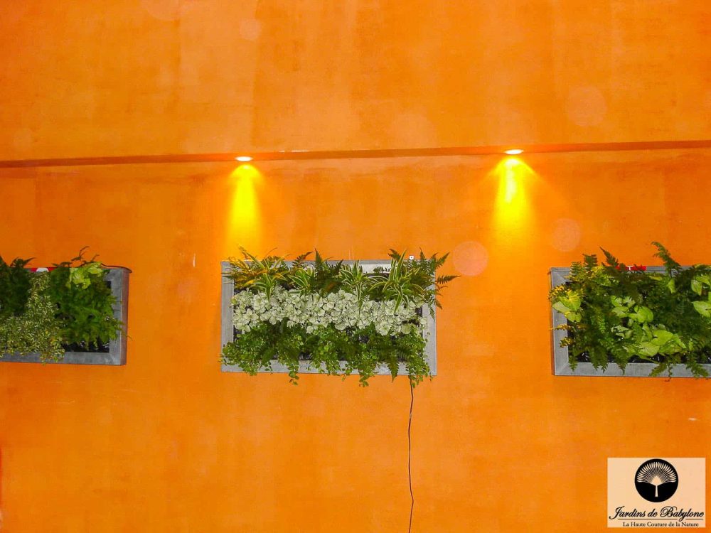 tableau végétal intérieur composé de fittonia
