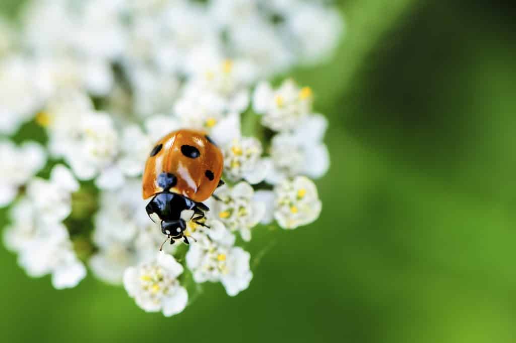 paysagiste paris apport biodiversité