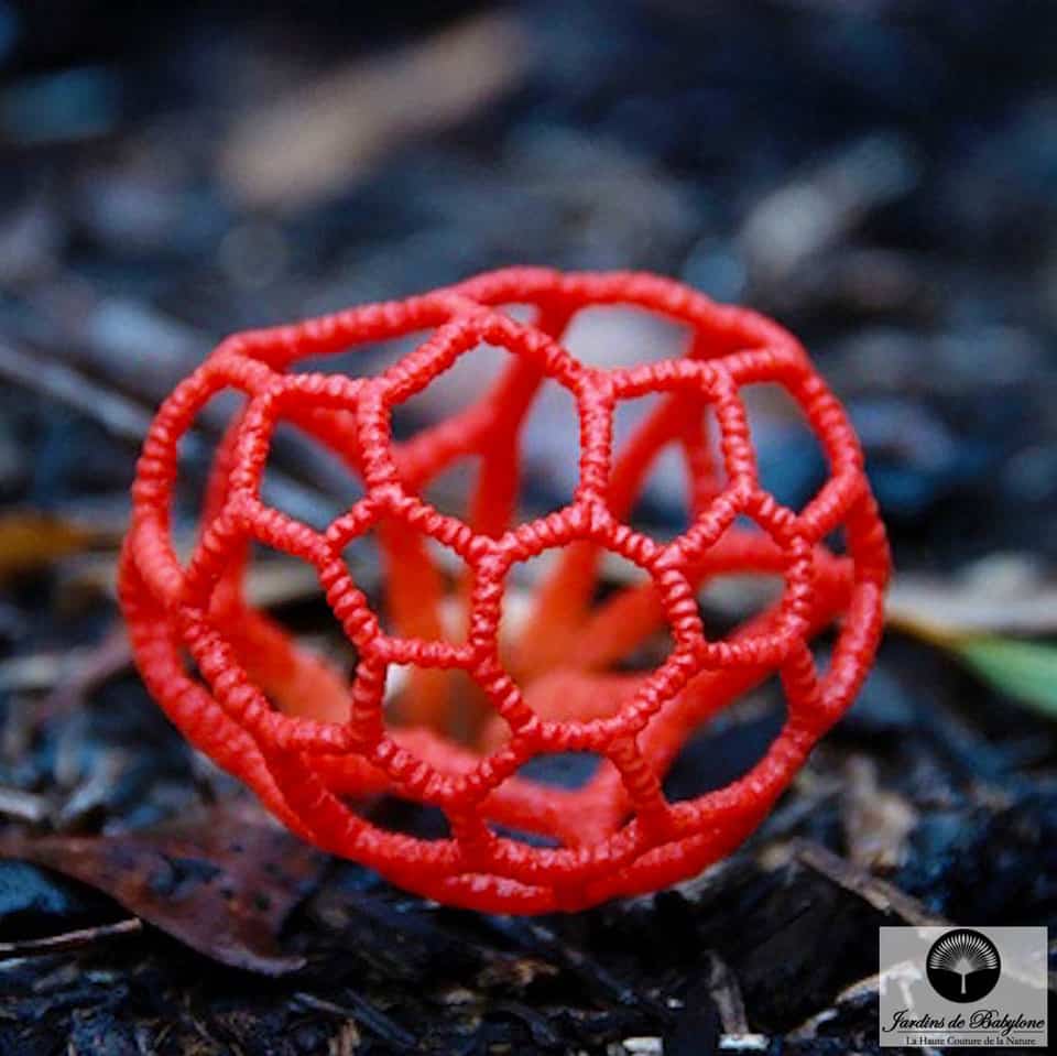 champignon résille design végétal naturel