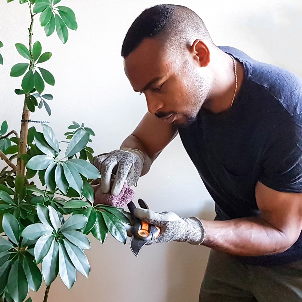 paysagiste à paris faisant un entretien de plante verte