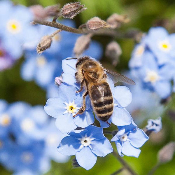 biodiversité en ville