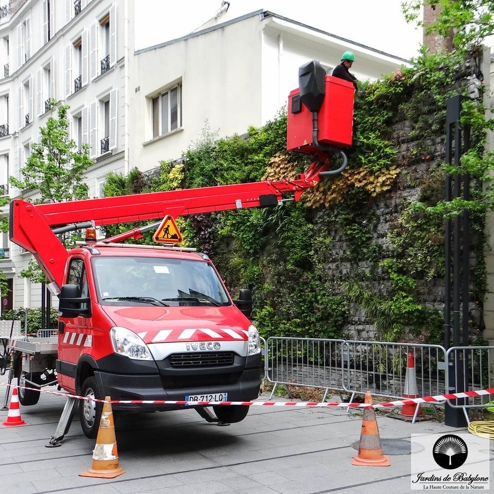 EDF : entretien de leur mur végétal en extérieur