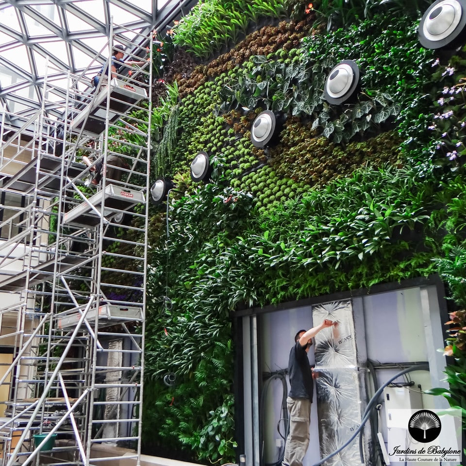 Entretien d'un mur végétal intérieur à Paris