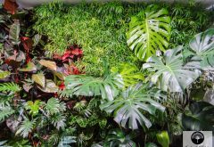 plante tropicale pour mur végétalisé intérieur