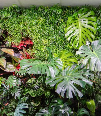 plante tropicale pour mur végétalisé intérieur