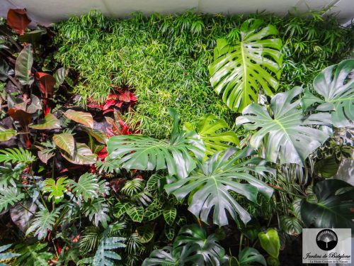 plante tropicale pour mur végétalisé intérieur