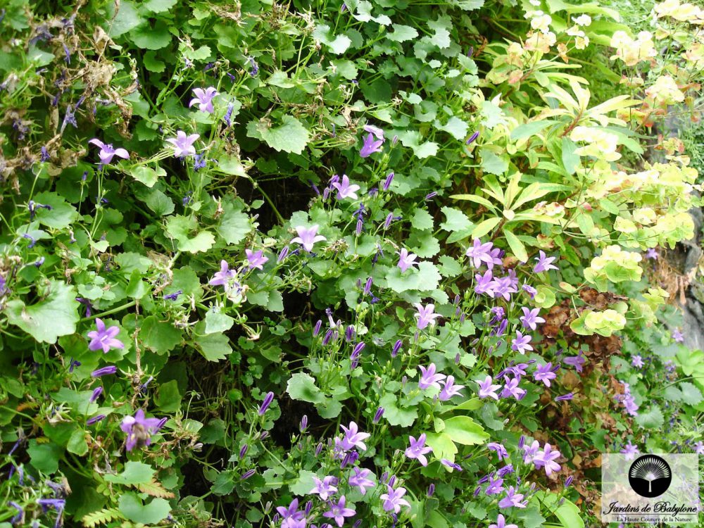 campanule sur un mur végétal