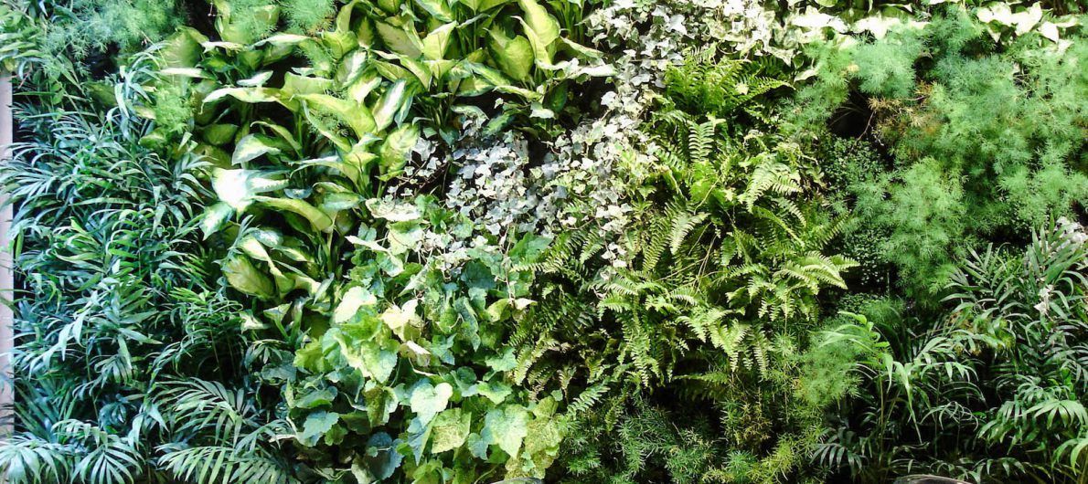 détail plante mur végétal paris