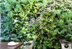 détail plante mur végétal paris