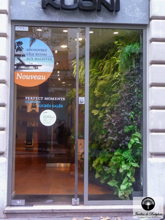 plante tardescantia zebrina dans un mur de plante
