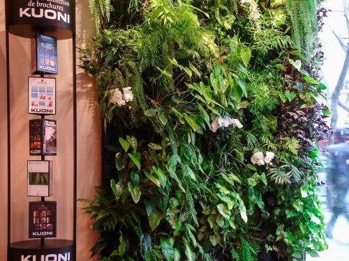 mur de plante kuoni