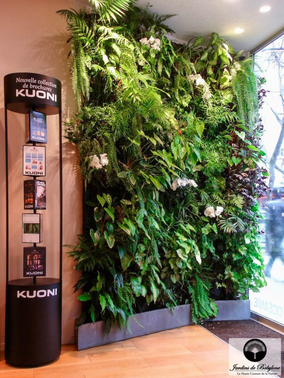 mur de plante kuoni