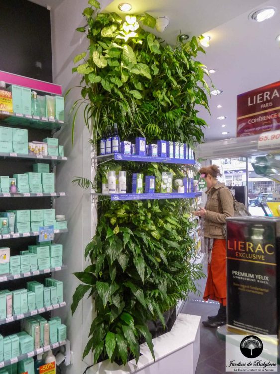 Étagère à plantes pour pharmacie basire