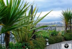 cordyline à paris