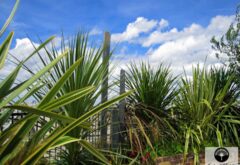 cordyline sur paris avec leurs échalas d'ardoise