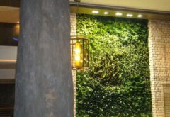 mur végétal à essouira