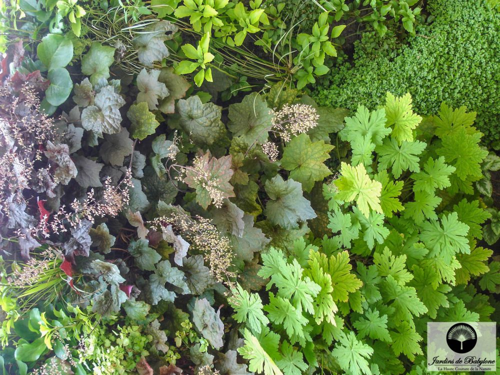 heuchera et géranium sur un jardin vertical