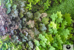 heuchera et géranium sur un jardin vertical