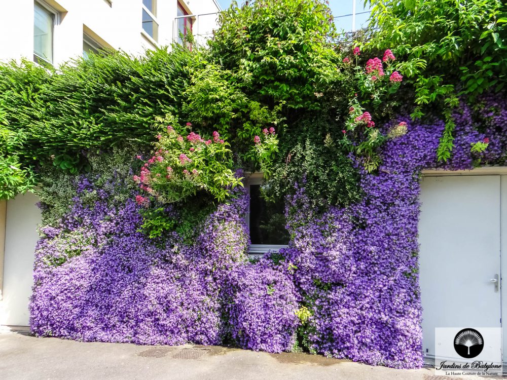 Façade végétalisée à Drancy