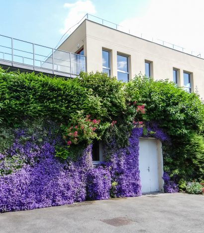 Façades végétales : un support de biodiversité urbaine