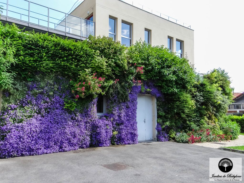 le mur végétal de la ville de drancy et la floraison des campanules