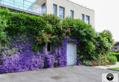 Façades végétalisées floraison des campanules