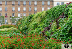 Jardin vertical et biodiversité