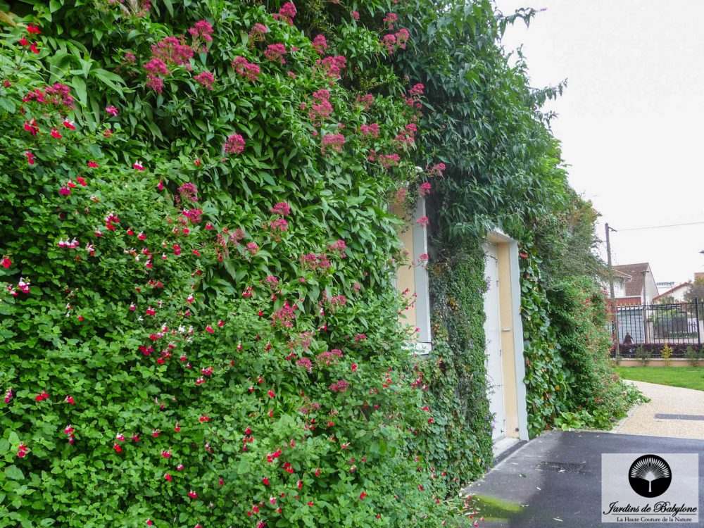 détail d'une façade végétale à dracy