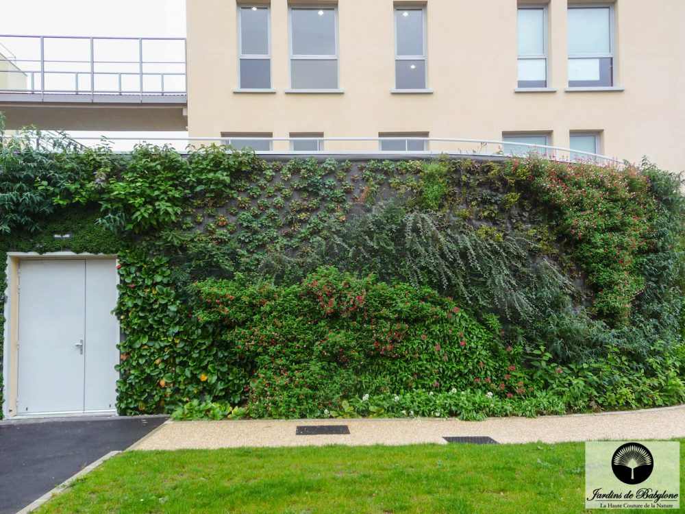 Mur végétal extérieur drancy en hiver