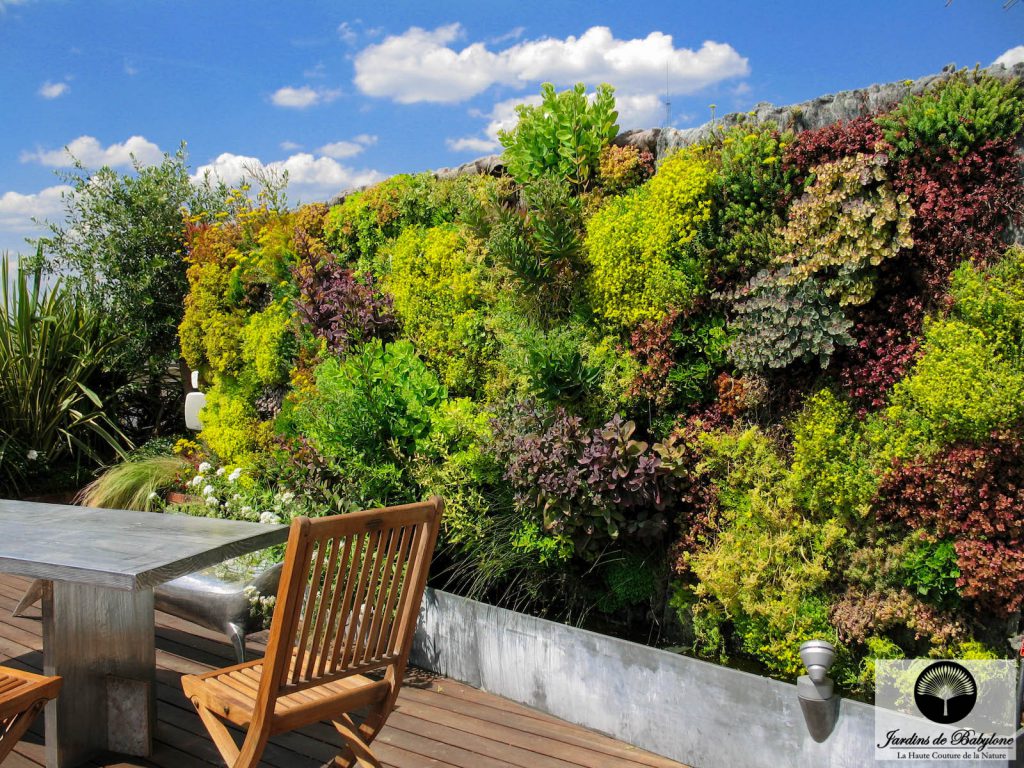 mur végétal en extérieur composé de sedum