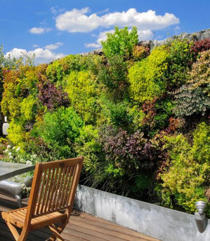 mur végétal en extérieur composé de sedum