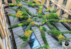 la toile d'araignée végétale des jardins de babylone