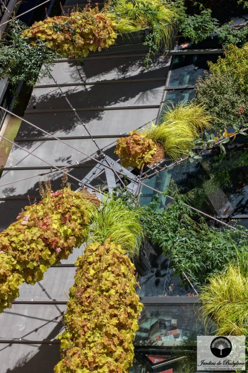les heuchera caramel du jardin suspendu