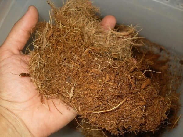 fibre de coco pour mur vegetal