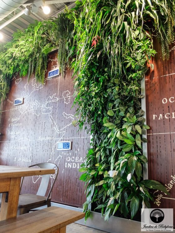 mur végétalisé dans un restaurant à brest
