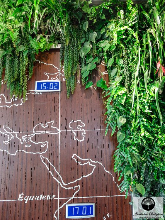 Columnea arguta dans des murs végétaux pour un restaurant