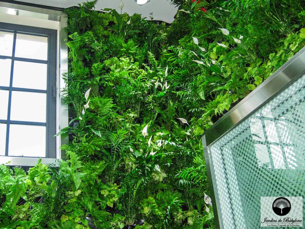 spathiphyllum dans un jardin vertical