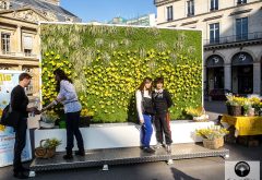 mur végétal fleuri fondation curie