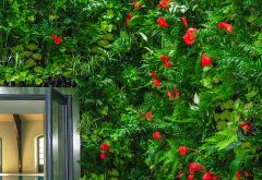 Anthutium rouge dans un mur végétal en Suisse