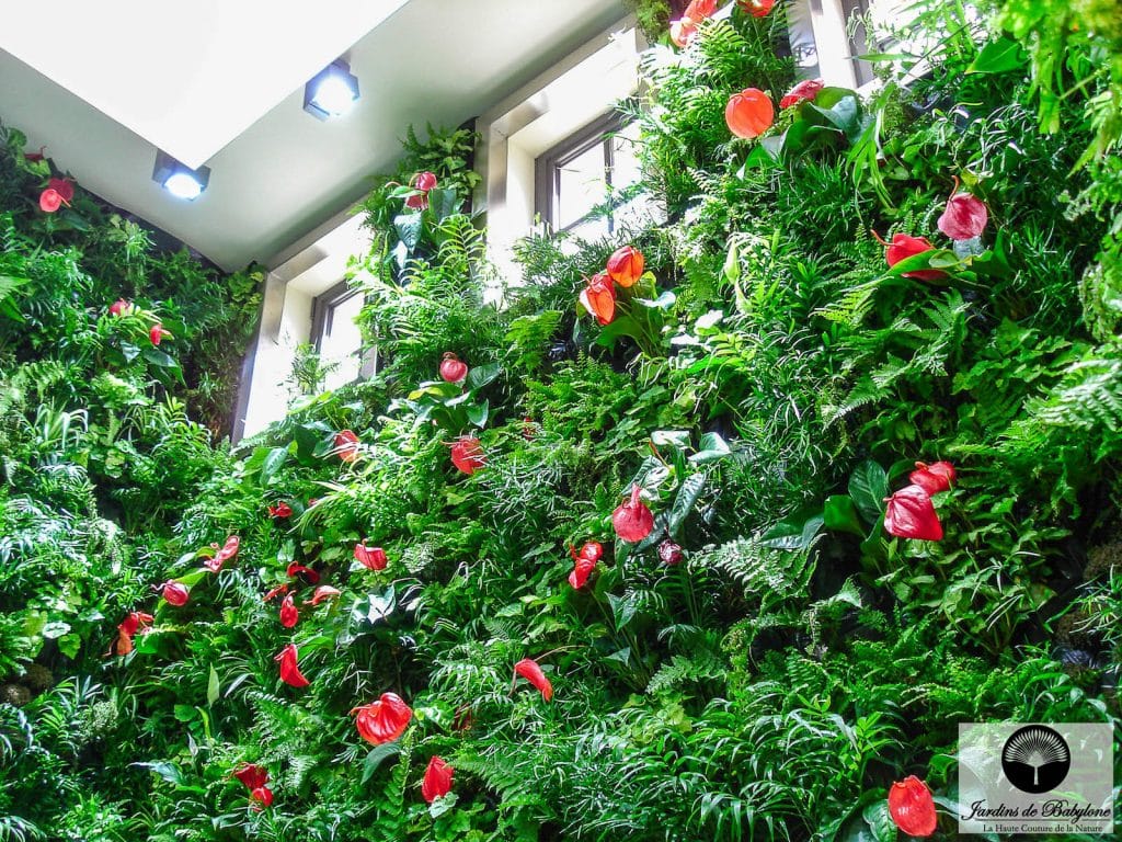 Entretien mur végétal : Jardins de Babylone le spécialiste depuis 14 ans !