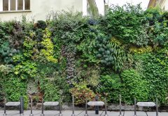 Mur végétal extérieur à EDF